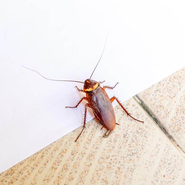 Pest Control Phoenix, AZ | General Pest Control | Foothills Pest Solutions