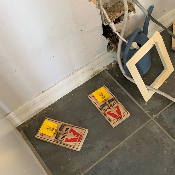 rodent traps in kitchen